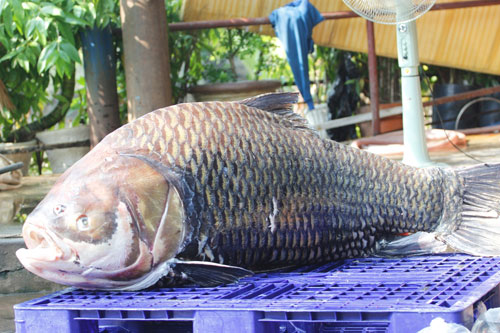 Cá[-]hô[-]khổng[-]lồ[-]từ[-]Biển[-]Hồ[-]"bơi"[-]về[-]Sài[-]Gòn